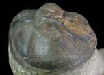 Struveaspis Trilobite (Small Eyed Phacopid) #68645-5